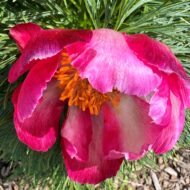 Paeonia tenuifolia f. alboroseum - Pilt 7