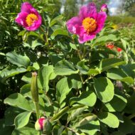 Paeonia daurica - Pilt 9