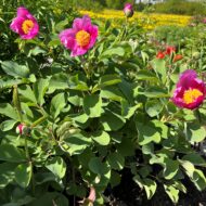 Paeonia daurica - Pilt 10