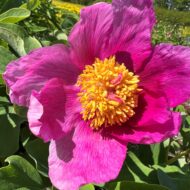 Paeonia daurica - Pilt 11