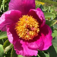 Paeonia daurica - Pilt 12