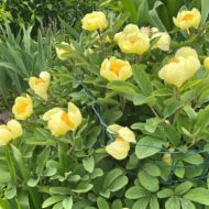 Paeonia mlokosewitschii - Pilt 4