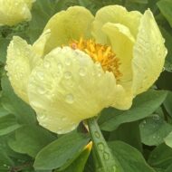 Paeonia mlokosewitschii - Pilt 5