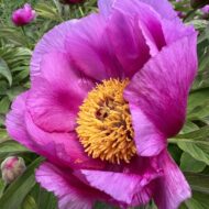 Paeonia anomala L. - Pilt 2