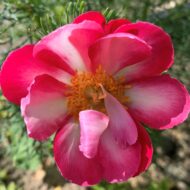 Paeonia tenuifolia f. alboroseum - Pilt 3