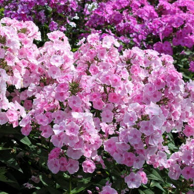 Imeniny-Serdsa3 Imeniny Serdsa - Pilt 1