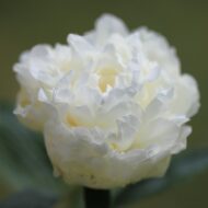 Yang Fei Chu Yu - Pilt 4