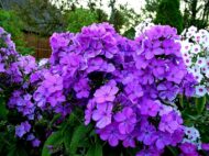 Jean Sibelius - Pilt 3