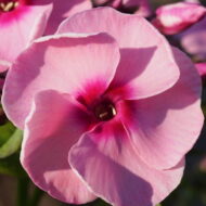 Jeff's Pink - Pilt 2