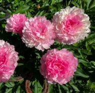 Rose Heart - Pilt 2