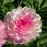 Rose Heart