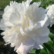 Kelway's Glorious - Pilt 2
