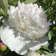 Kelway's Glorious - Pilt 5