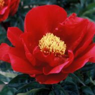 Kickapoo - Pilt 2