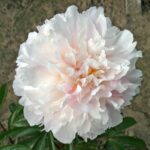 Koningin Wilhelmina
