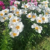 Krinkled White - Pilt 2