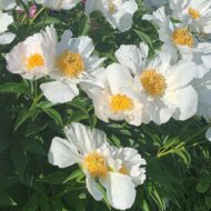Krinkled White - Pilt 3