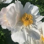 Krinkled White