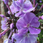 Lavanda