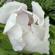 Le Printemps - Pilt 4