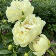 Lemon Chiffon - Pilt 5