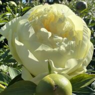 Lemon Chiffon - Pilt 2