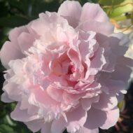 Madame Calot - Pilt 3