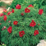 Little Red Gem