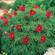 Little Red Gem