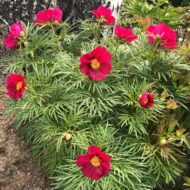 Little Red Gem - Pilt 2