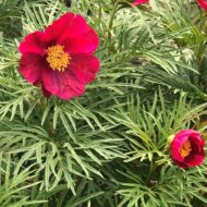 Little Red Gem - Pilt 3