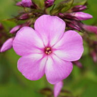 Little Wonder - Pilt 2