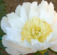 Lotus Queen - Pilt 2
