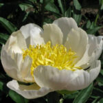 Lotus Queen
