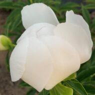 Lotus Queen - Pilt 3