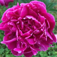 Louis van Houtte - Pilt 4
