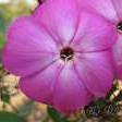 CREATOR: gd-jpeg v1.0 (using IJG JPEG v62), quality = 60 Lux - Pilt 1