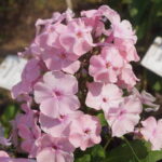 Mme D-r Charcot
