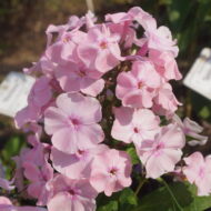 Mme D-r Charcot
