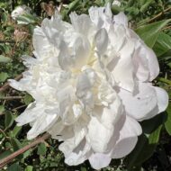 Mademoiselle Jeanne Riviere - Pilt 4