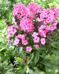 Sweet Summer Dream - Pilt 2