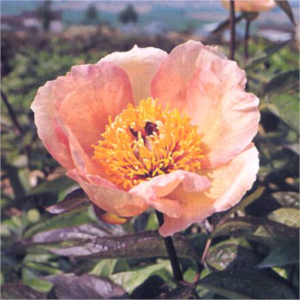 Mai-Fleuri Mai Fleuri - Pilt 1
