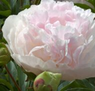 Marilla Beauty - Pilt 2