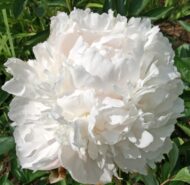 Mary E. Nicholls - Pilt 2
