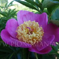 Mary Elizabeth - Pilt 2
