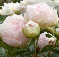 Marilla Beauty - Pilt 3