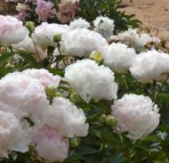 Marilla Beauty - Pilt 4