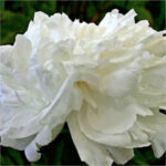 Matchless Beauty