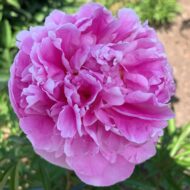 Miss Eckhart - Pilt 3