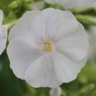Miss Lingard - Pilt 2